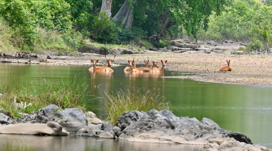 The Spirit of the Meadow: Saving the Barasingha with Rakesh Arora Photo Safaris