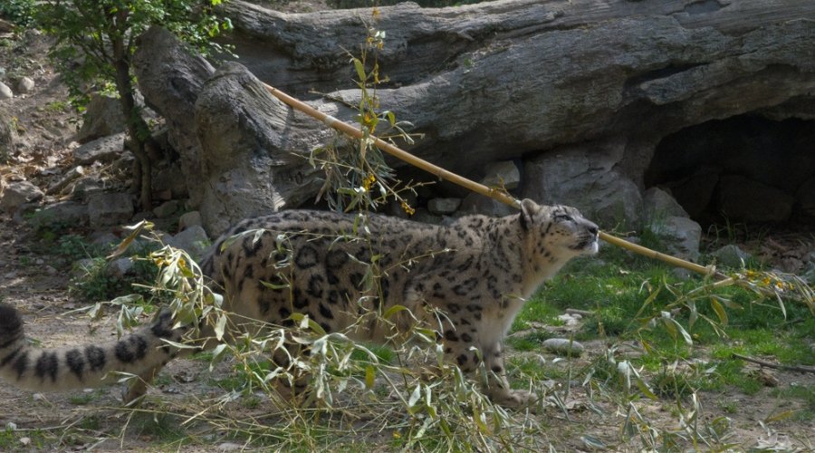 The RAPS Grey Ghost Quest: Tracking the Elusive Snow Leopard in the Hemis Heights.