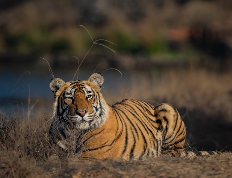 Big Cats of India