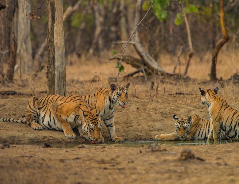 Central India 6 parks
