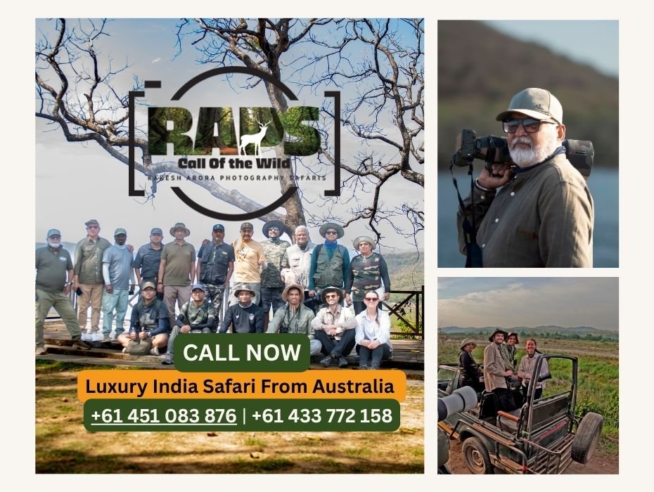 luxury-india- safari-from-australia Small group, Solo, Female only Luxury India Safari From Australia with RA Photography Tours