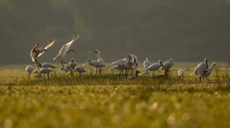 What Migratory Birds Can You Photograph at Bharatpur Bird Sanctuary?