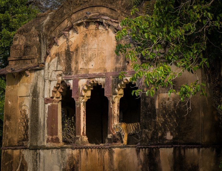 Royal Rajasthan Safari