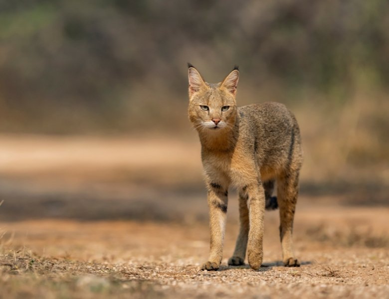 Small Cats of India