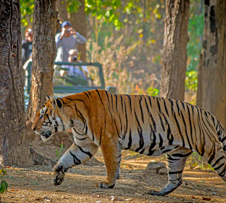 tiger-tour