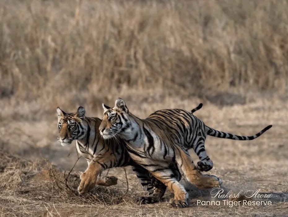 Tiger Cubs photographed on Luxury India Safari from Australia with Founder Rakesh Arora Photography Safaris