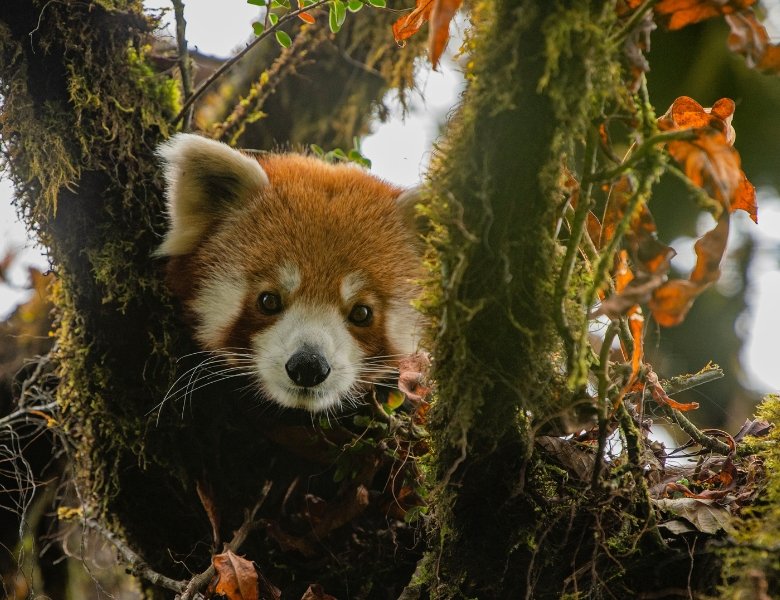 Trail of the Himalayan Firefox