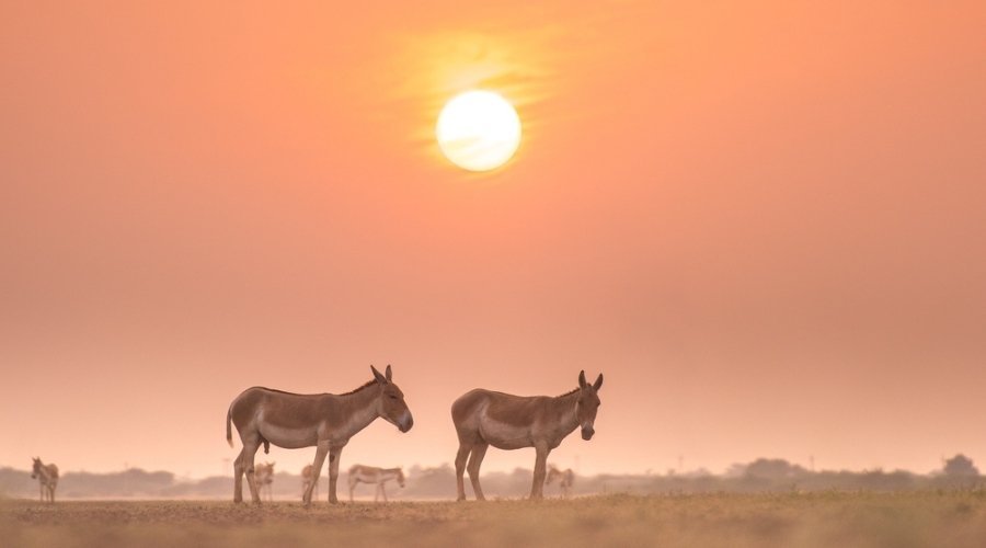 Dust & Speed: Documenting the Indian Wild Ass with Rakesh Arora Photo Safaris.
