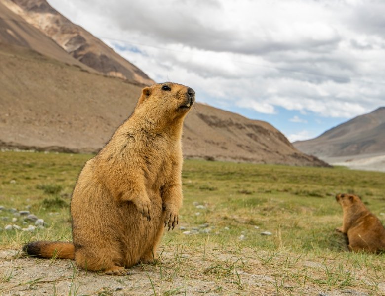 Wildlife of Ladakh