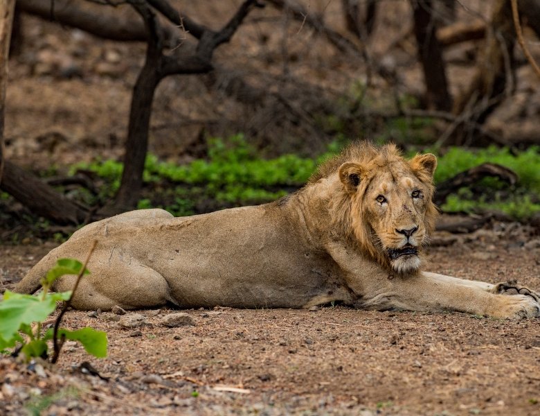 Wildlife of Western India