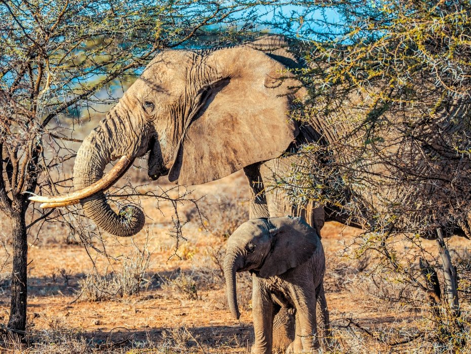 African elephant mother with baby calf in Maasai Mara acacia trees, Kenya wildlife conservation safari