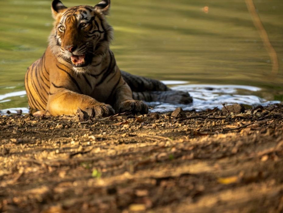 Bengal tiger resting in water body to cool off at Ranthambhore National Park during safari