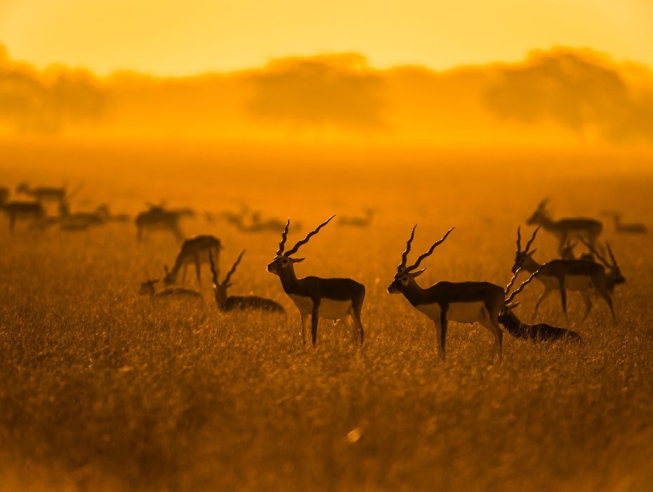 Two male blackbuck antelopes with spiral horns standing in a golden grass field during sunset safari in Velavadar.