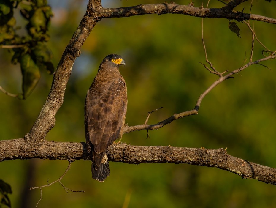 Crested Serpent Eagle perched on tree branch in Central India national park forest habitat