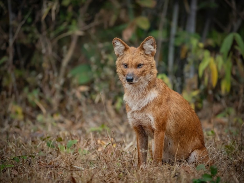 Endangered Dhole Indian Wild Dog sitting in dry forest grassland Central India national park