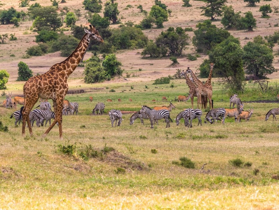 Reticulated giraffes and zebras grazing together on Maasai Mara savanna plains during Kenya wildlife safari