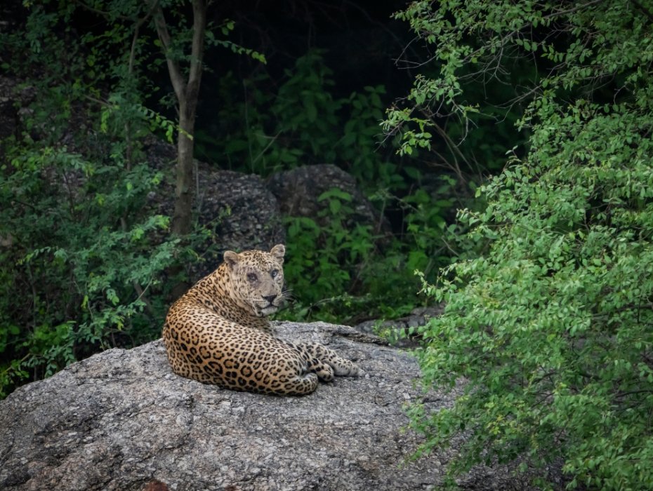 A wild leopard looking back while lying down on a massive grey granite boulder surrounded by green foliage in Jawai.