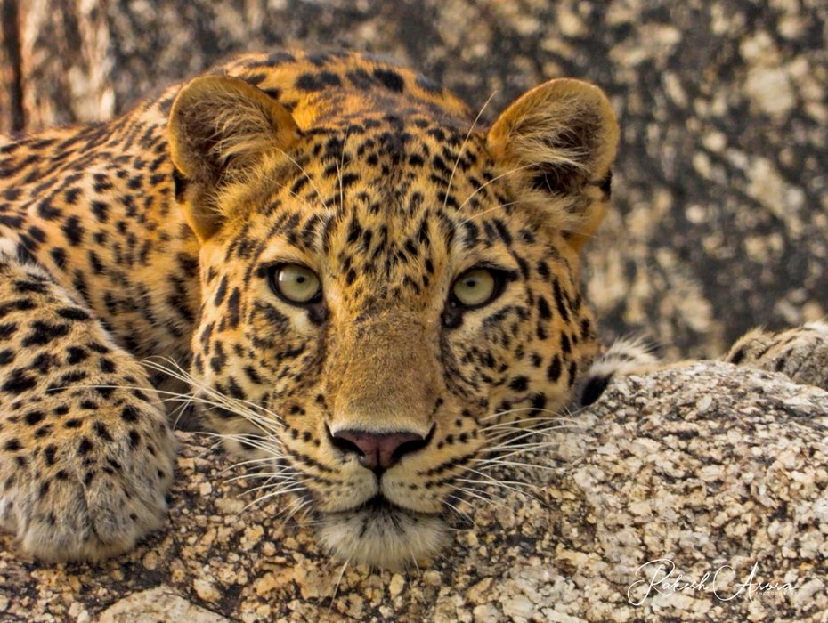Indian leopard with piercing green eyes resting on granite rocks in Ranthambore National Park
