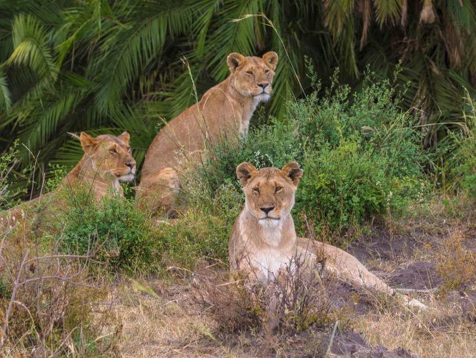 Three African lionesses resting in Maasai Mara vegetation during Kenya wildlife safari, Big Five predator conservation