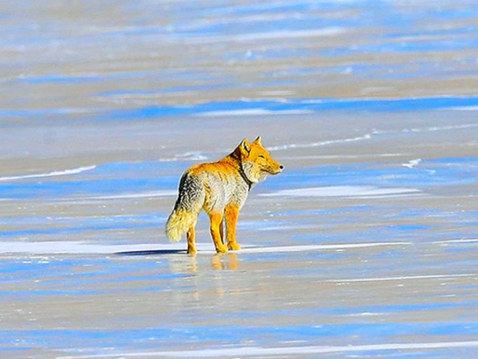 Red fox standing on frozen high-altitude landscape in Ladakh Himalayas during snow leopard expedition