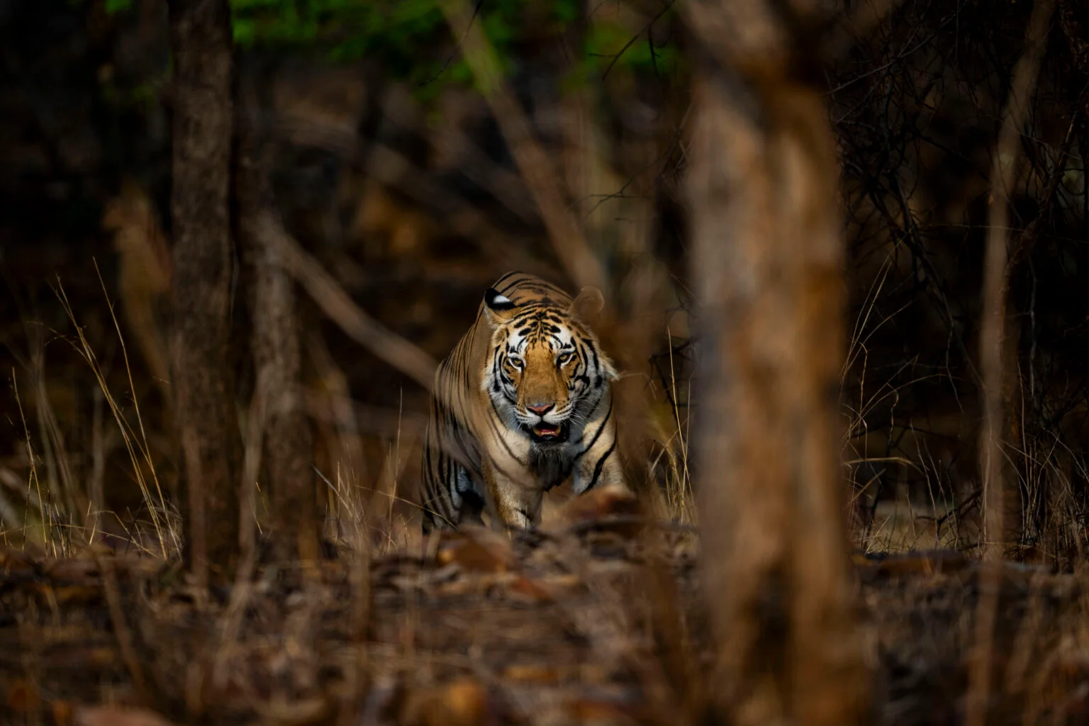 Royal Bengal tiger walking through dense forest in Central India Tiger Circuit reserves like Kanha or Bandhavgarh