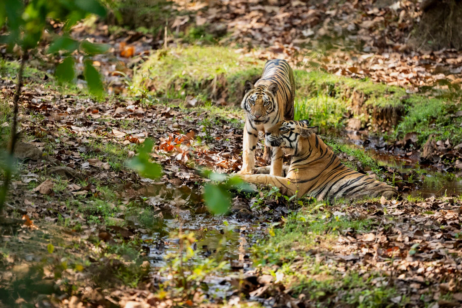 Two Royal Bengal tigers displaying social behavior near water in Northern India reserves like Corbett or Rajaji