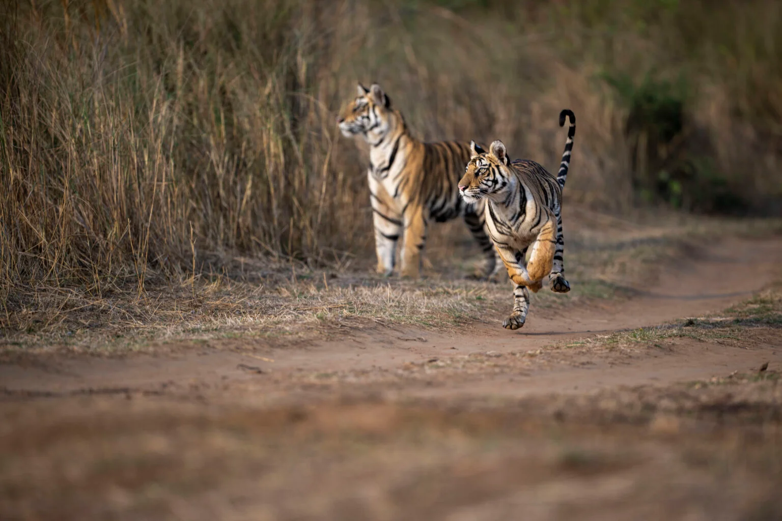 Two Royal Bengal tigers on forest road combining wildlife safari with cultural heritage experience in India