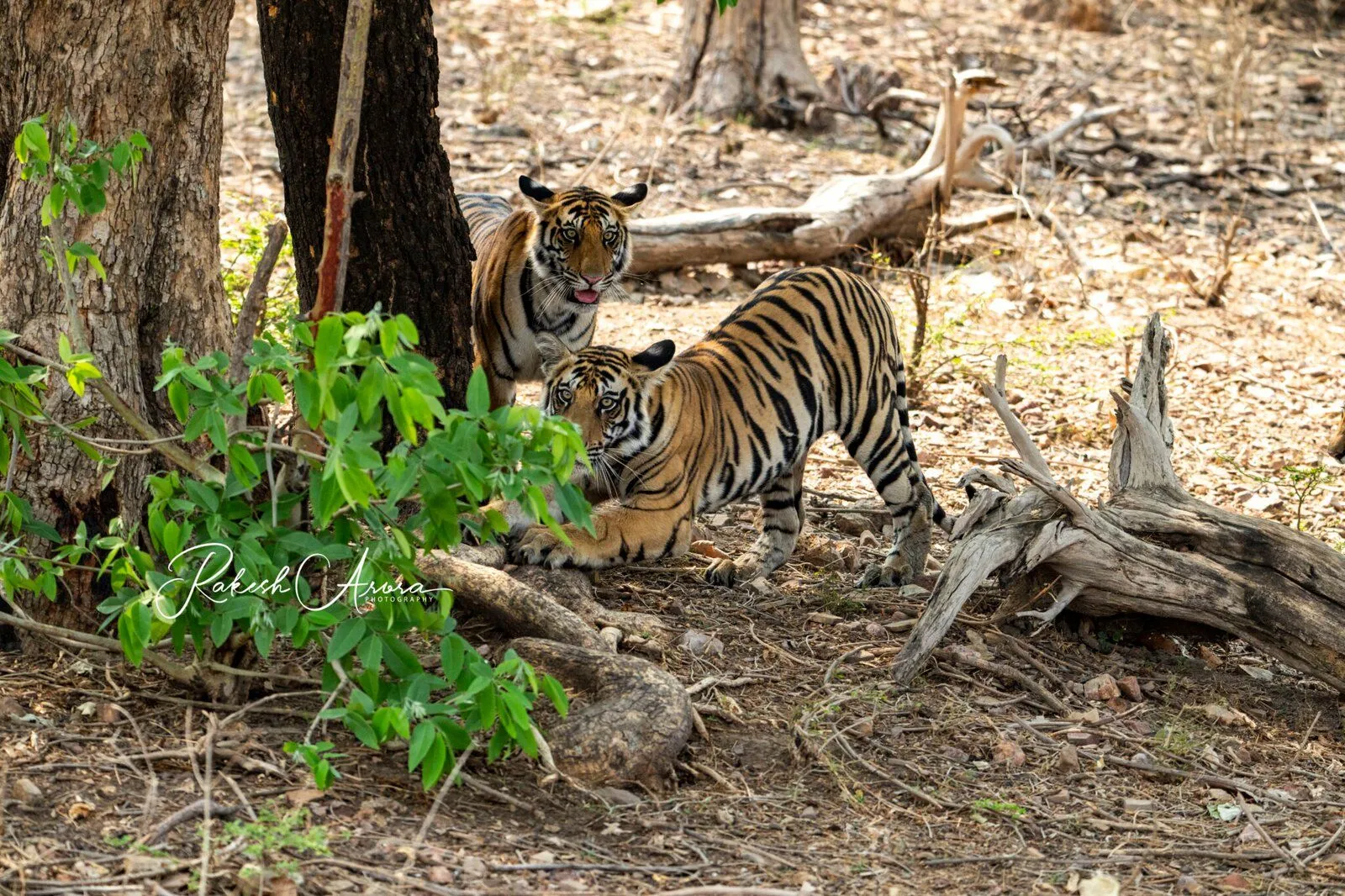Two Bengal tigers in dry deciduous forest with fallen logs at Indian tiger reserve national park