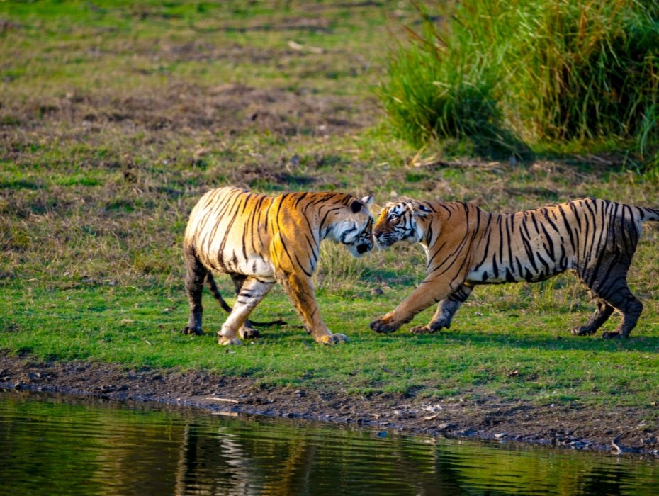 Two Bengal tigers displaying social behavior near water body in grassland meadow at Ranthambore