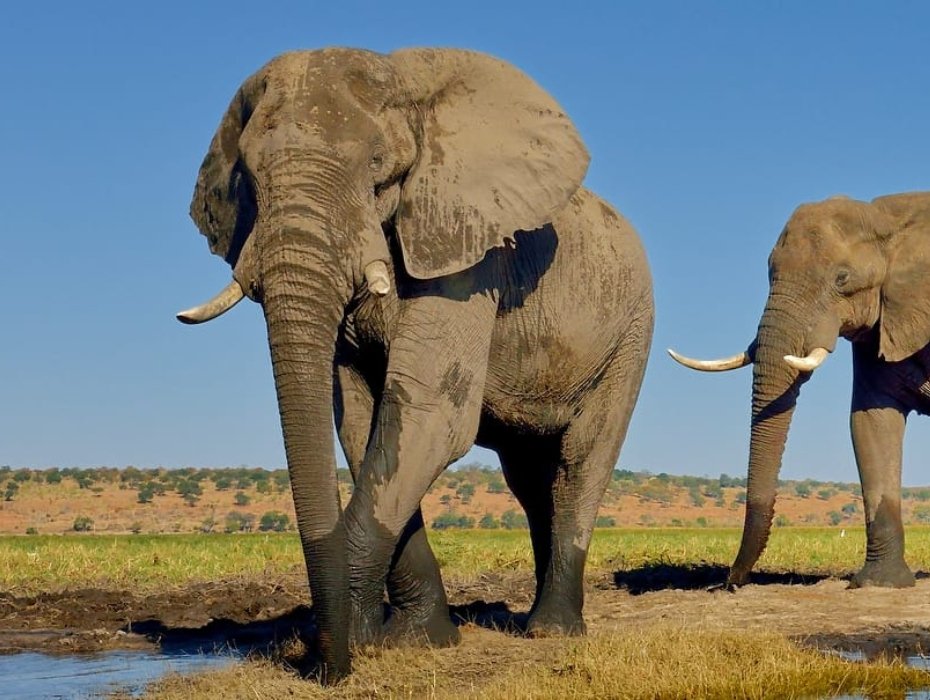 African elephant family herd drinking at waterhole, Chobe National Park, Botswana