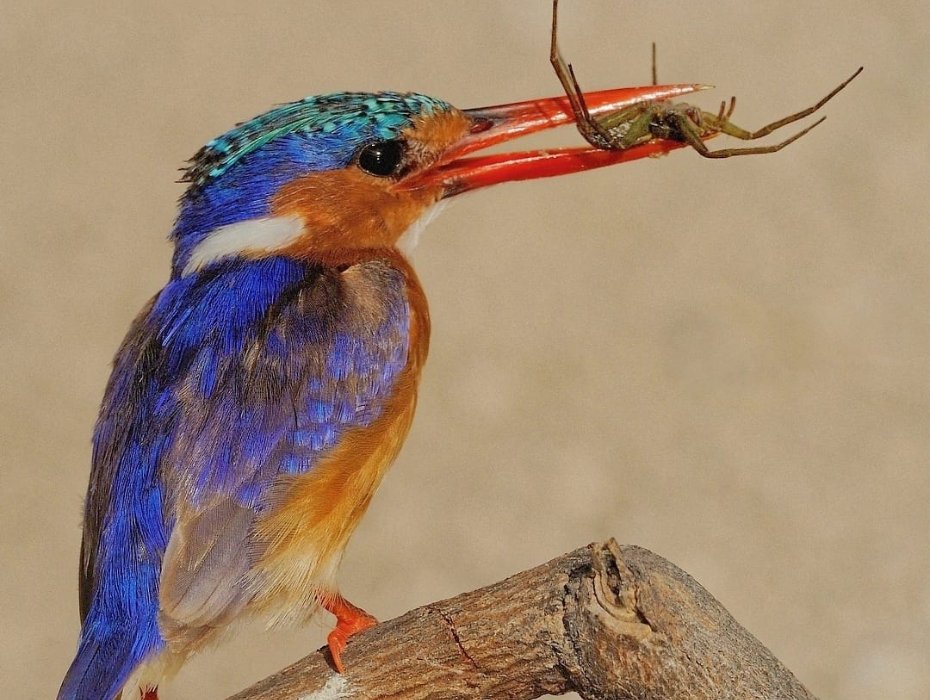 Malachite kingfisher with insect prey perched on branch, Chobe River, Botswana