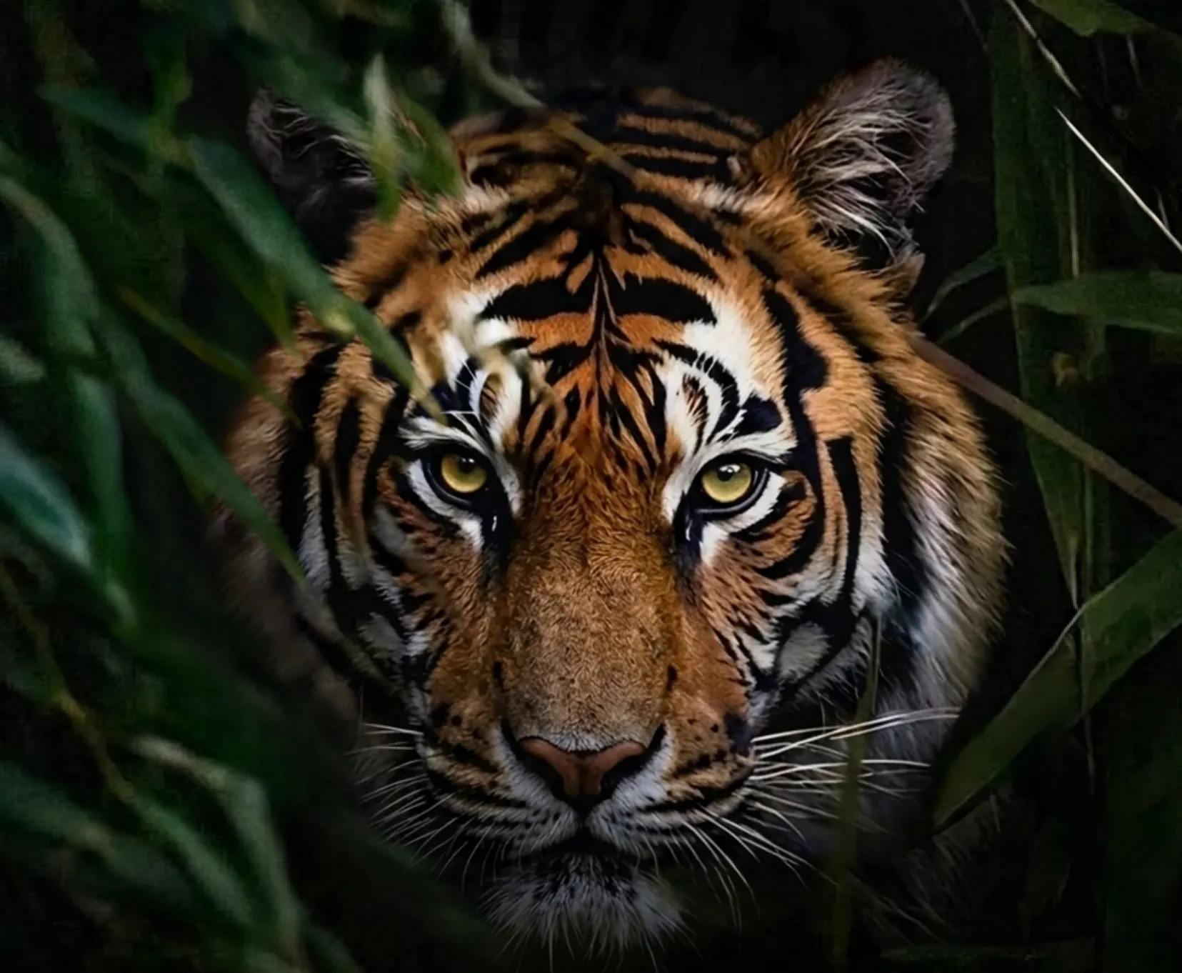 Bengal tiger looking out from tall grass