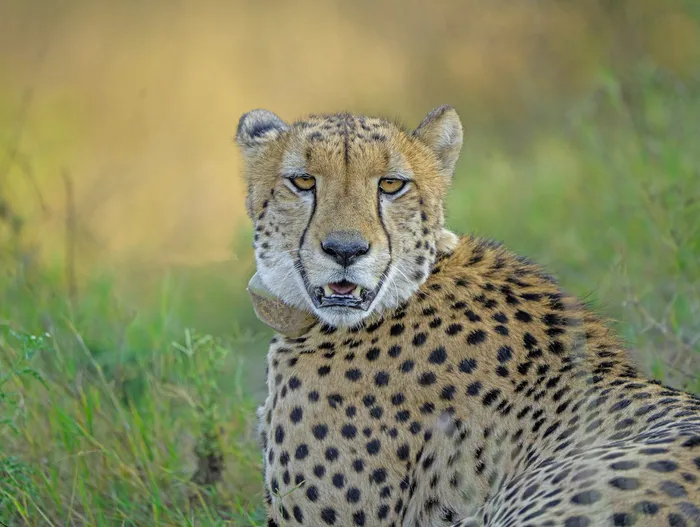 Big cat resting in green grass