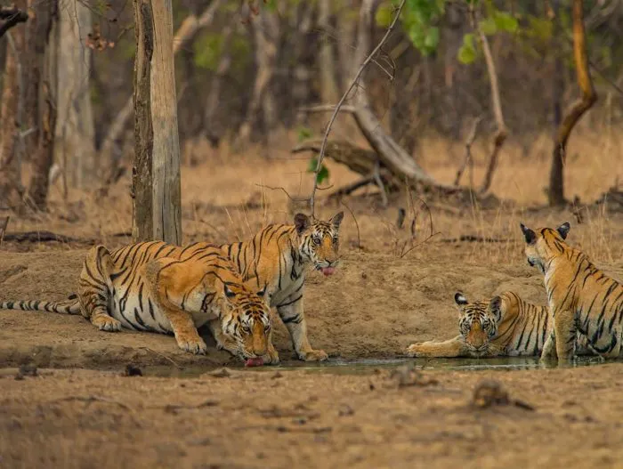Tigers at a forest waterhole