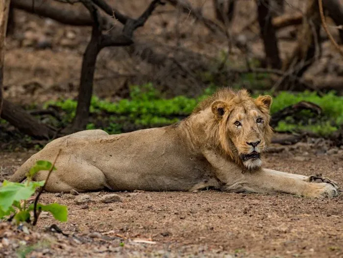 Asiatic lion lying on the ground