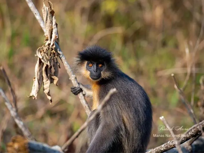 Golden langur in a tree