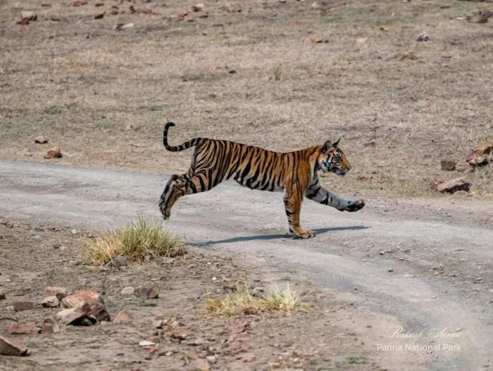 Tiger crossing a forest track