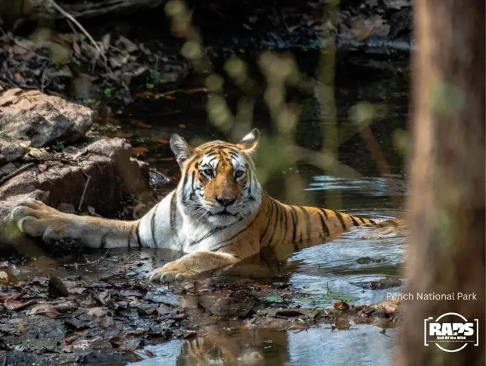 Tiger resting in a waterhole