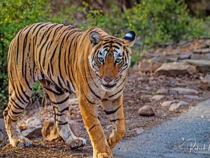 Tiger walking along a rocky track
