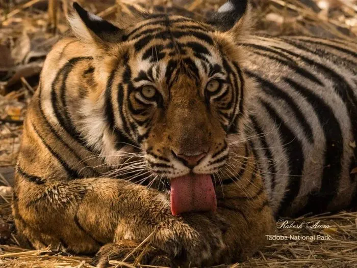 Close-up of a tiger